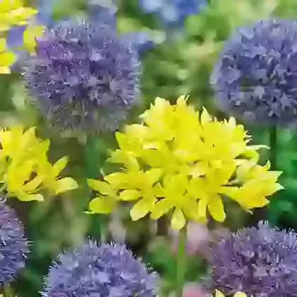 Two-Tone Mix
